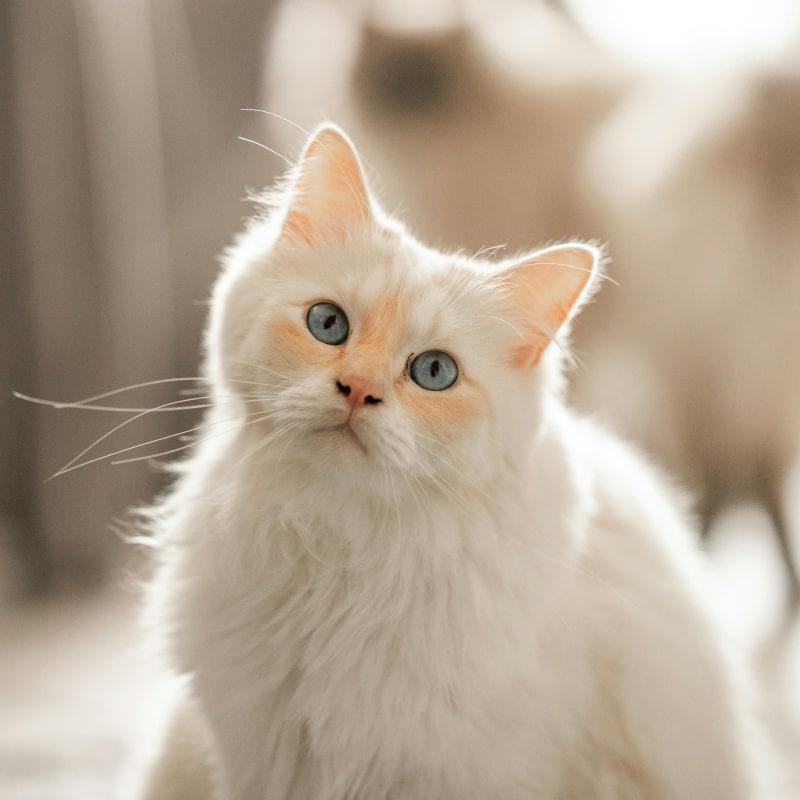 Fluppy white pet cat looking curiously