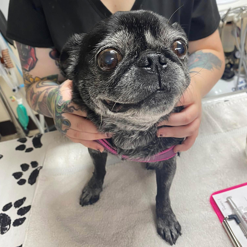 veterinarian holding kitten