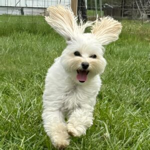 At-Home Dental Care Tips Happy fluppy white dog running in the back yard