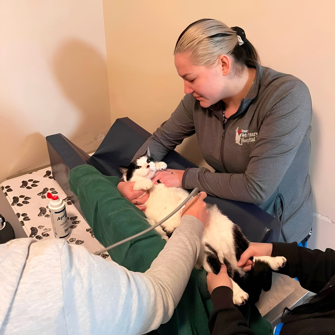 Doctors inspecting a pet cat