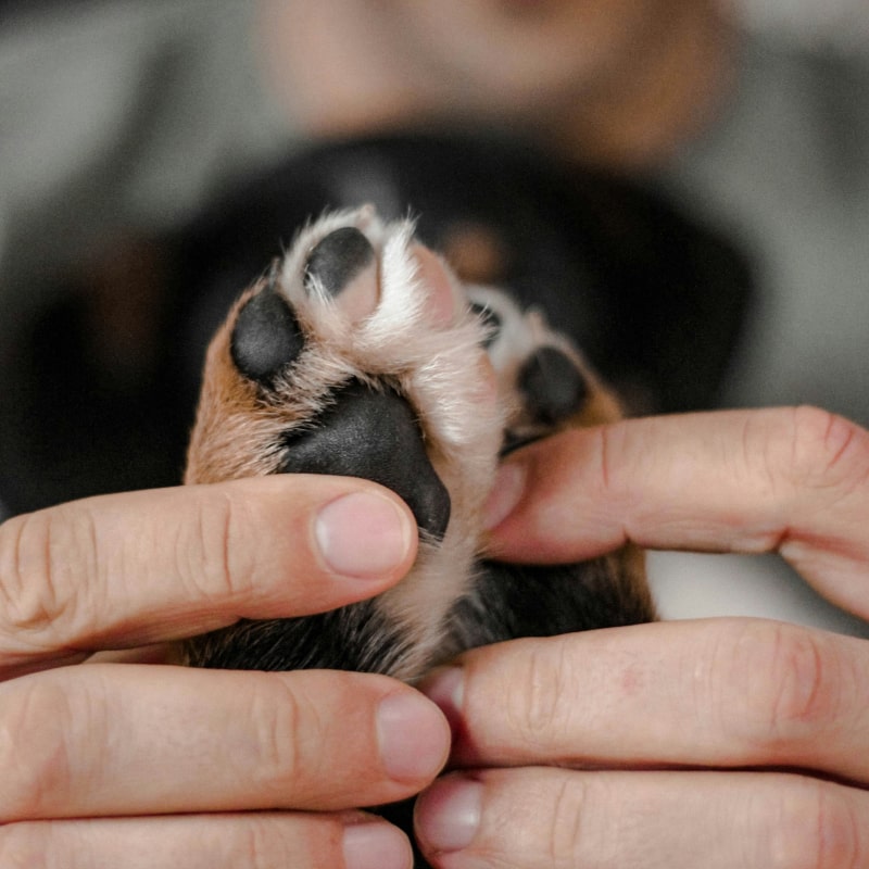 Putting hands in hand with pet