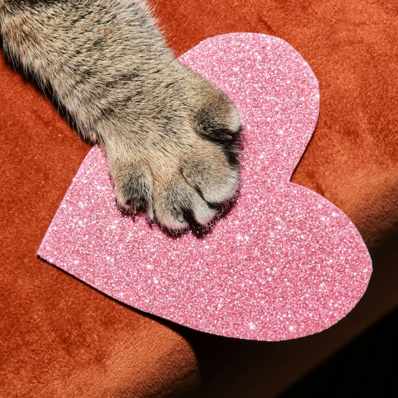 Making End-of-Life Decisions Cat paw and heart