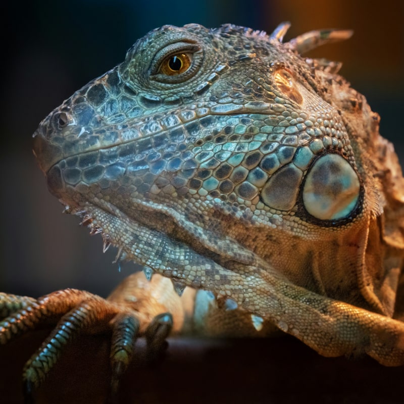 Reptile & Amphibian Care Exotic pet relaxing on tree branch