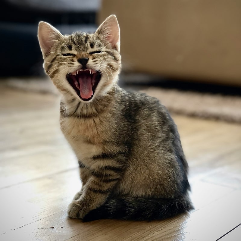 Signs Your Pet May Need Dental Care Happy kitten showing teeth