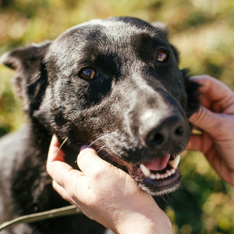 What Is the Good Samaritan Fund Happy dog with owner