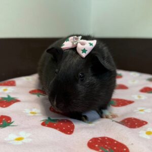 Photo Gallery 2 Cute pet sitting on a bed