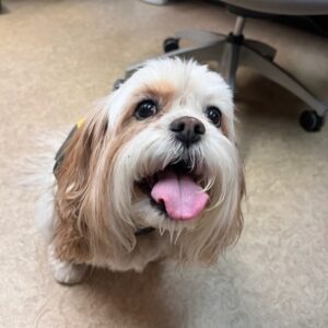 Photo Gallery 3 Cute dog showing his tongue while sitting