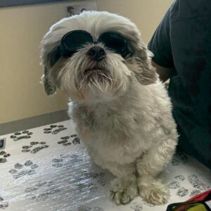 Photo Gallery 4 Cute fluppy pet dog looking curiously