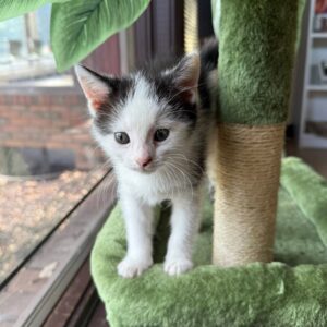 Photo Gallery 6 Cure kitten standing beside a small tree in a pot