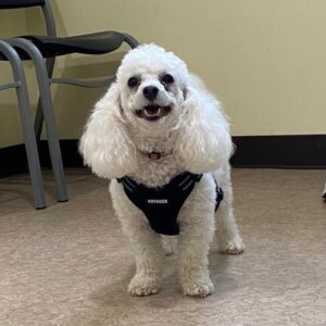 Photo Gallery 7 Happy fluppy dog with long ears standing