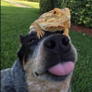 Photo Gallery 8 A golden frog sitting on the dogs head